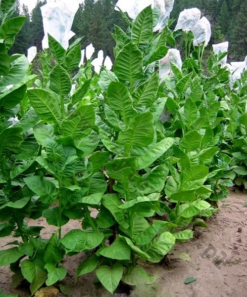 nasiona tytoniu orientalne