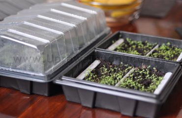 kiełkowanie-tytoniu-1