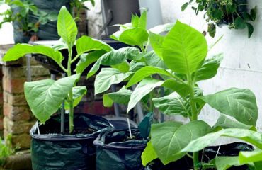 tobacco plants