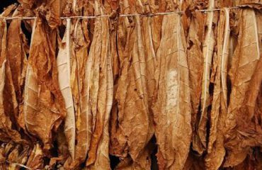 drying_tobacco_leaves
