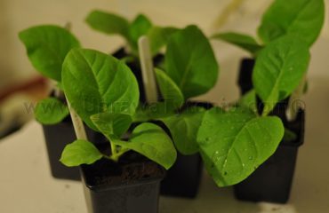 repotting-tobacco