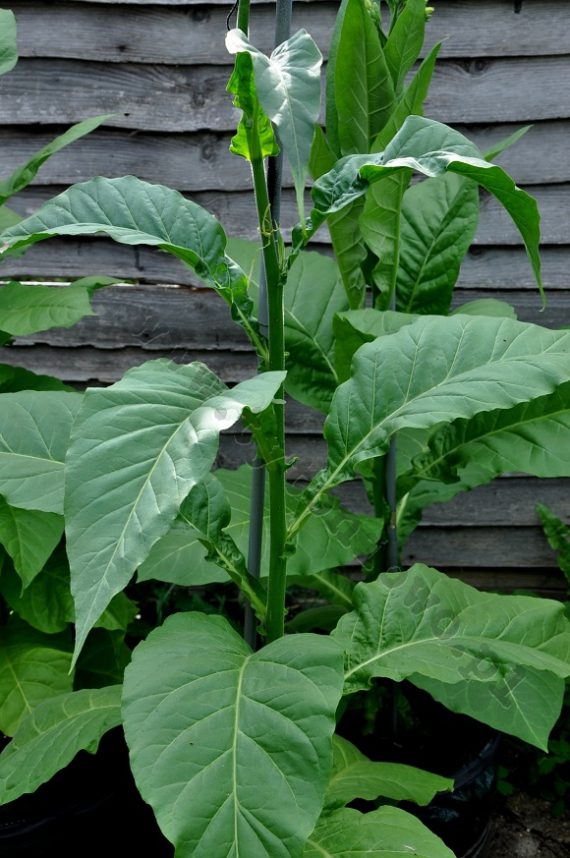 perique tobacco seeds