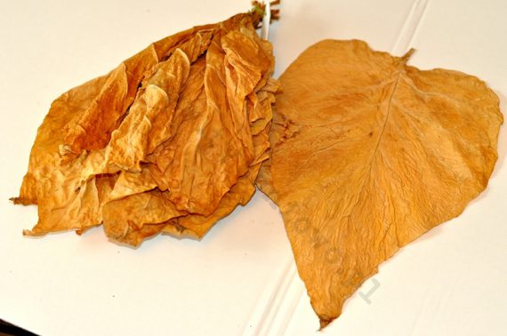 samsun liście tytoniu