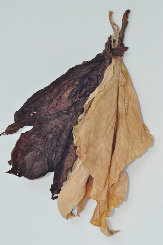 liście tytoniu