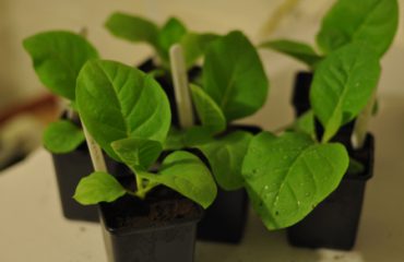 repotting tobacco