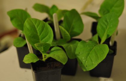 repotting tobacco