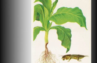 tytoń uprawa szkodniki