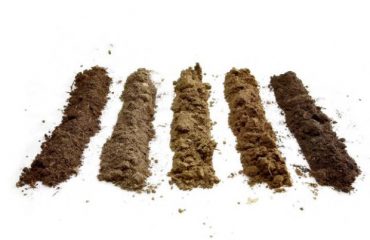 uprawa tytoniu gleba